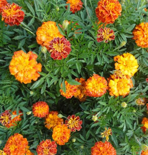 Marigold Flower Seeds Organic & Non Gmo Marigold Seeds Heirloom Seeds ...