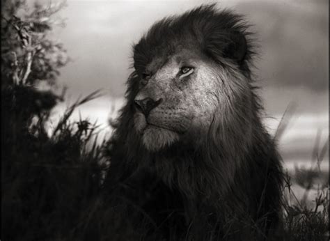 Nick Brandt | Inherit The Dust - Exhibitions - Edwynn Houk Gallery