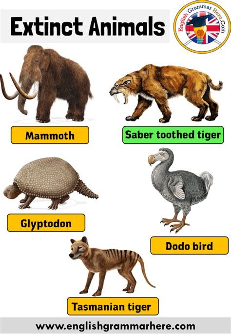 Names of Extinct Animals, Extinct Animals With Names and Pictures - English Grammar Here