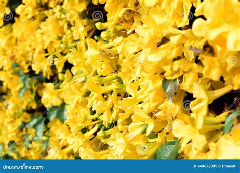 Close Up of Beautiful Yellow Flower Cat`s Claw Full Bloom Stock Image ...