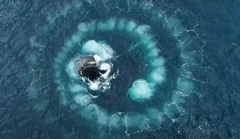 This Aerial Footage of Humpback Whales Bubble-Net Feeding In Antarctica Is Mesmerizing | The Inertia