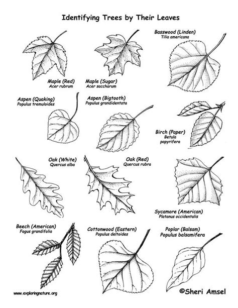 Trees (Deciduous by their Leaves) Labeling Page