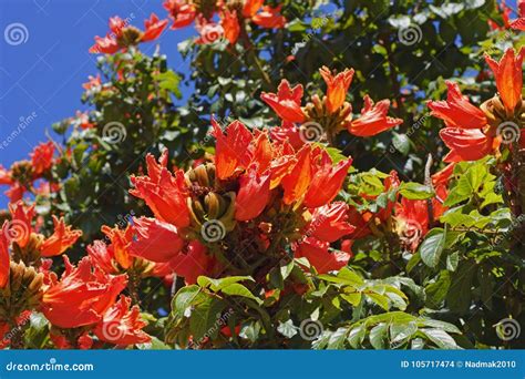 El árbol De Tulipán Africano Con La Naranja Florece El Primer Foto de archivo - Imagen de ...