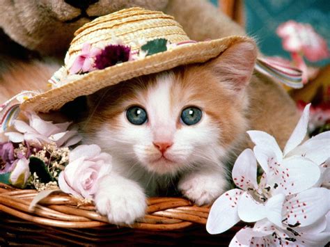 Cute Baby Cats Wallpapers - Wallpaper Cave