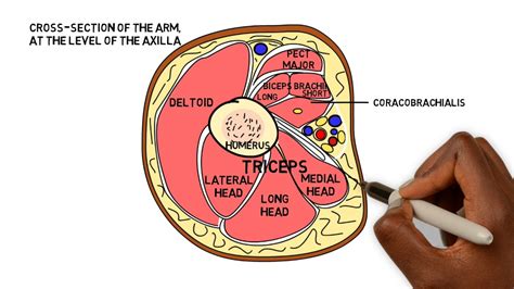 Basic Sciences - Cross-sectional anatomy arm - axilla level - YouTube