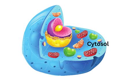 Cytosol: Definition and Function - ScienceQuery