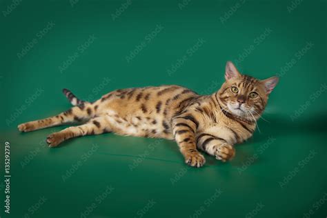 Funny Bengal cat playing on a green background Stock Photo | Adobe Stock