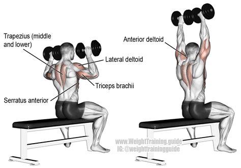 Seated dumbbell overhead press guide and video | Weight Training Guide | Shoulder workout ...