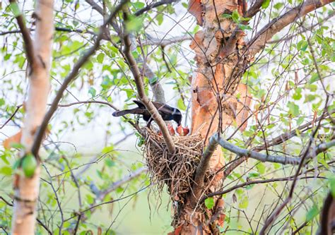 Common Grackle On The Nest Stock Photo - Download Image Now - iStock