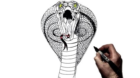 Realistic King Cobra Drawing