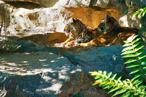 Three tiger cubs lying to rest. Striped fur of the elegant predators ...