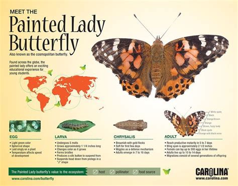 Infographic: Meet the Painted Lady Butterfly | Life Cycles | Pinterest ...