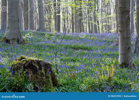 Bluebells Flowers Hallerbos Stock Image - Image of blossom, april: 98327095