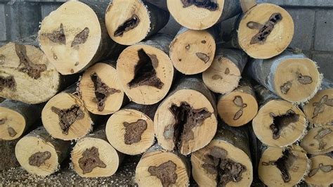 The Truth About Agarwood and Oud Oil