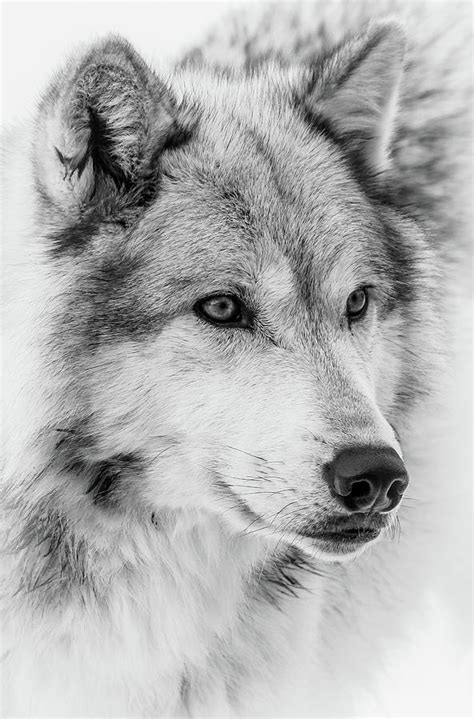 Wolf Face Close UP II Photograph by Athena Mckinzie - Pixels