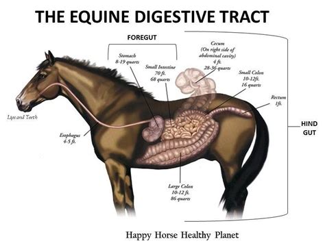 horse intestinal tract - Google Search Pollitt's recent work indicates involvement of a leaky ...