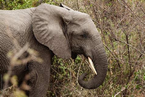 "Elephant Feeding In The Savanna" by Stocksy Contributor "Mark Pollard" - Stocksy