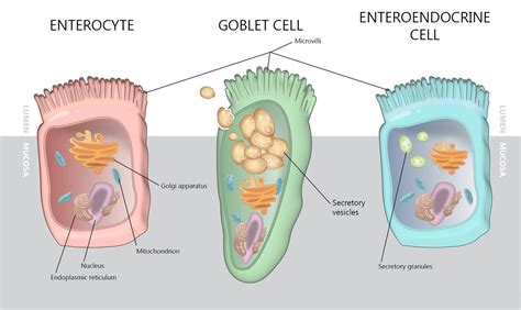 Intestinal Epithelial Cells :: Behance