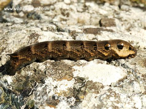 Elephant Hawk-moth and caterpillar | Wildlife Insight