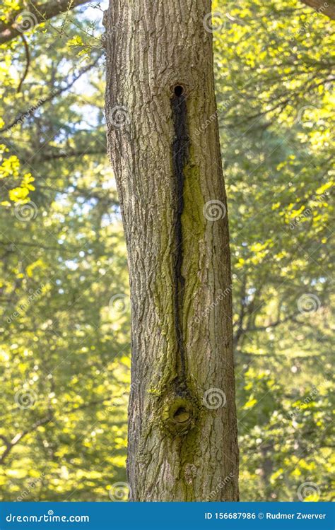 Bat colony in tree stock photo. Image of dweller, background - 156687986