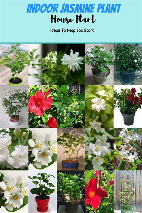 Growing an Indoor Jasmine Plant | Jasmine plant indoor, Jasmine plant, Blooming plants