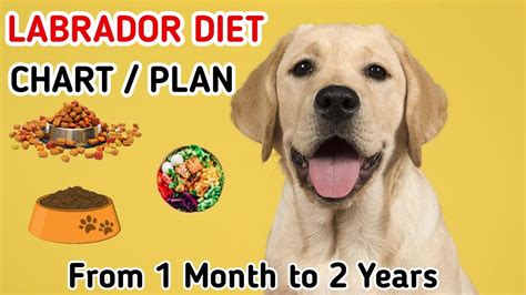 Labrador diet chart | Labrador puppy diet plan | in hindi | dog diet plan – HousePetsCare.com