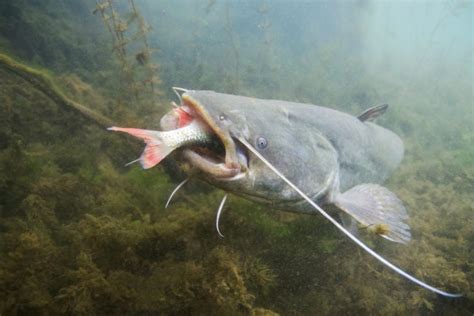 Der Waller der größte Fisch im eurpäischen Süßwasser