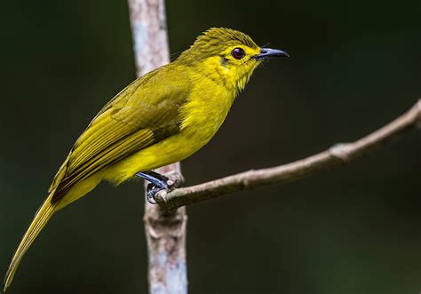 yellow-browed bulbul (Acritillas indica), India | Bulbul, Western ghats ...