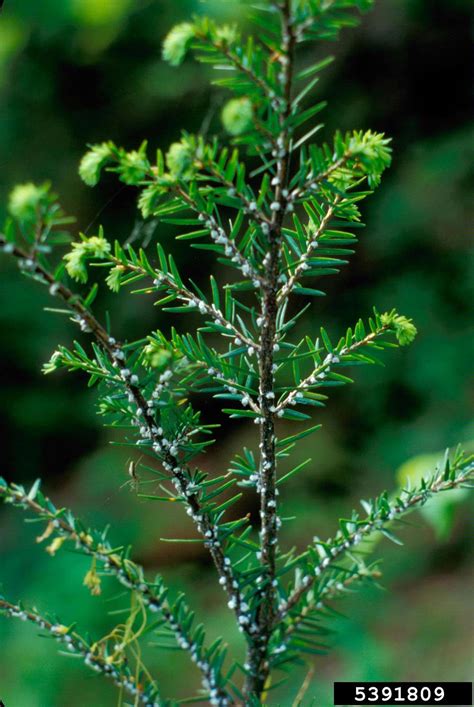 hemlock woolly adelgid (Adelges tsugae)