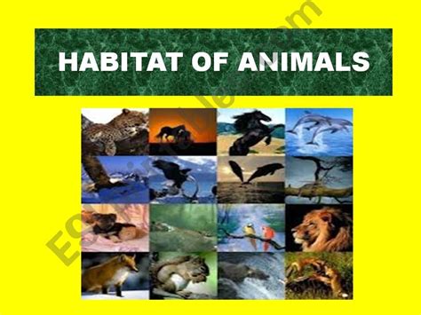 ESL - English PowerPoints: Wild Animals - Habitat of Animals