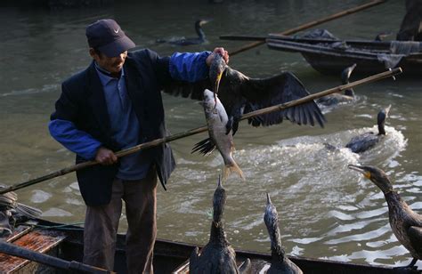 Cormorant Fishing In China Is Dying - Business Insider