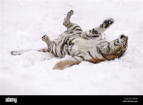 Siberian tiger, Panthera tigris altaica, female rolls in the snow Stock Photo - Alamy