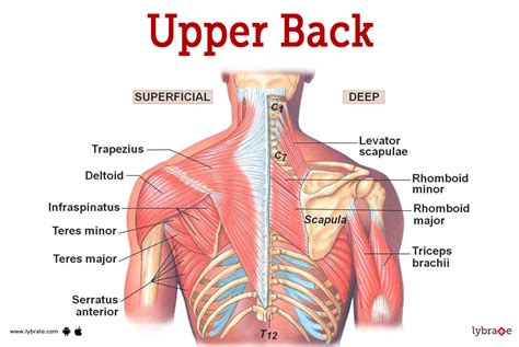 Upper Back (Human Anatomy): Picture, Functions, Diseases, and Treatments