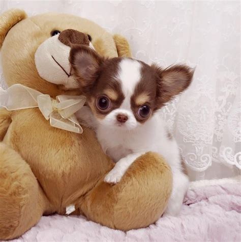 Chihuahua Puppies For Sale | Boise, ID #92908 | Petzlover