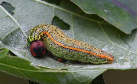 Long-tailed Skipper caterpillar