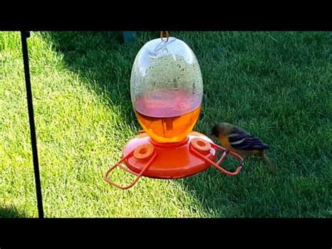 Oriole Nectar Recipe: Make Your Own Food & Best Feeder Tips – Angie's Ontario in 2021 | Nectar ...