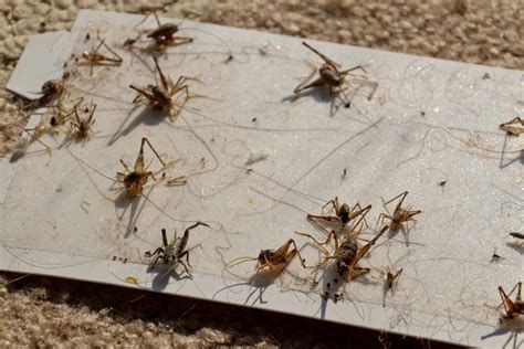 Eliminate Crickets in Douglas & Lincoln Counties - Homemade Cricket Traps