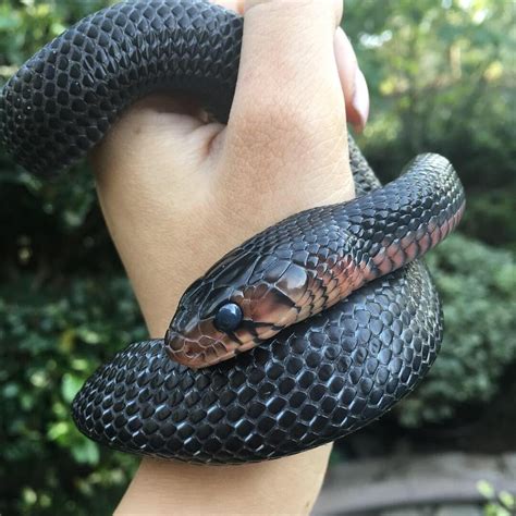 Drymarchon couperi, my July 2018 hatchling : snakes