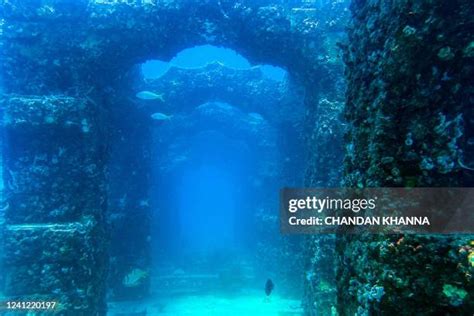 23 Neptune Memorial Reef Stock Photos, High-Res Pictures, and Images - Getty Images