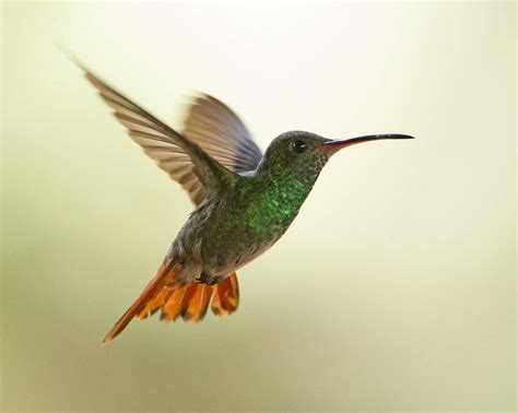 Vid of the Day: A hummingbird flying in slow-motion