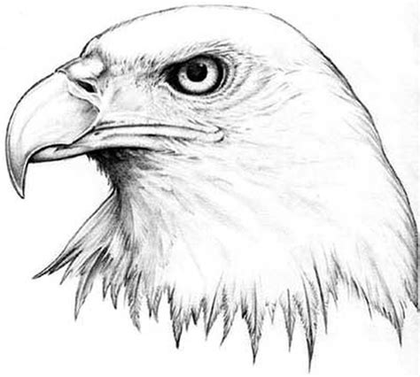 White american eagle tattoo - Tattoos Book - 65.000 Tattoos Designs ...