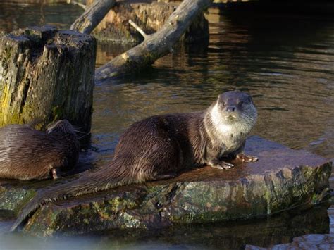 Nuremberg Zoo (Nuremberg) - Visitor Information & Reviews