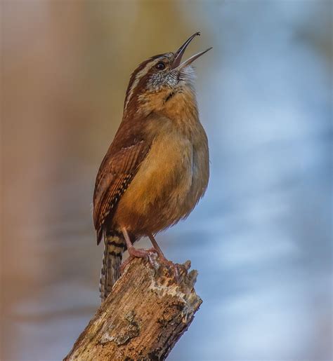 Carolina Wren Singing | Focal World