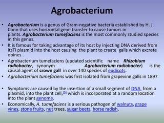 Agrobacterium presentation | PPT