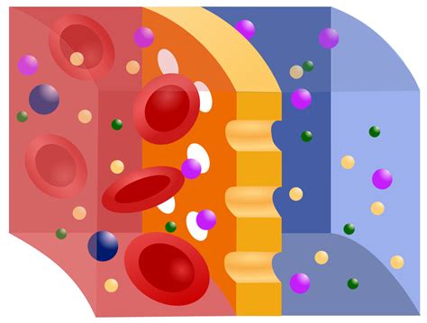 Semipermeable membrane - Wikipedia