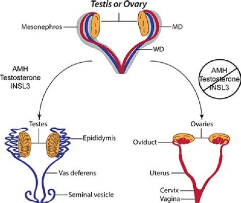 Figure 1 from Male Reproductive Tract Development & Function Embryonic Development and ...