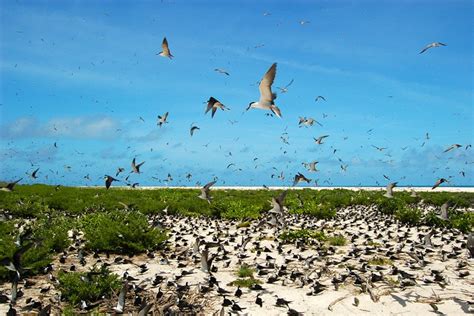 Sooty tern eggs, an island favorite in Seychelles, are scarce and pricey this year - Seychelles ...