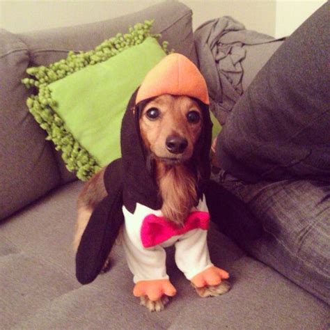 My longhair miniature dachshund all dressed up for Halloween #mini #doxie #pengie | Miniature ...