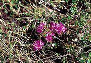 Rhododendron lapponicum - Wikimedia Commons