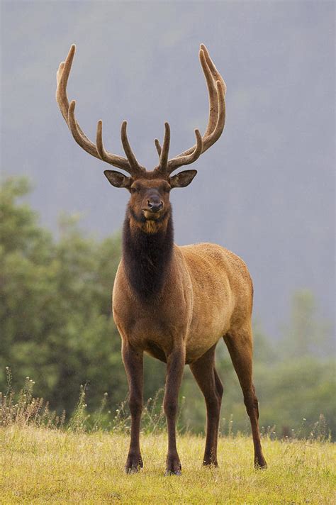 Captive Bull Roosevelt Elk With Antlers Photograph by Doug Lindstrand